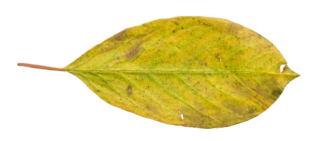 Free Leaf